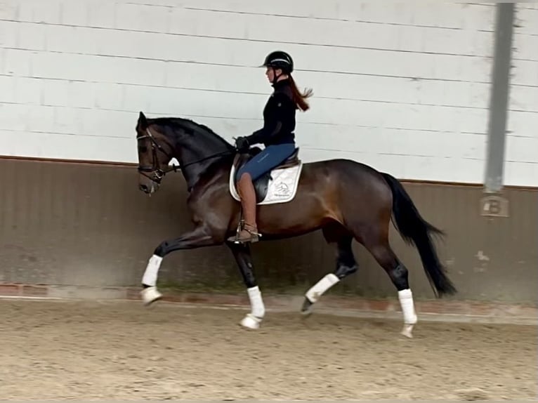 Oldenbourg Jument 4 Ans 168 cm Bai brun in Lohne (Oldenburg)