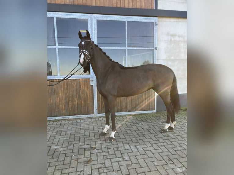 Oldenbourg Jument 4 Ans 168 cm Bai brun in Mönchengladbach