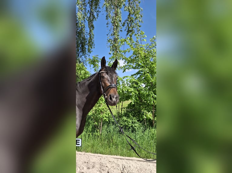Oldenbourg Jument 4 Ans 168 cm Bai brun in Rheinfelden