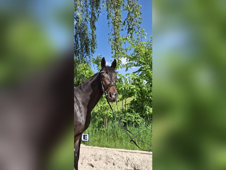 Oldenbourg Jument 4 Ans 168 cm Bai brun in Rheinfelden