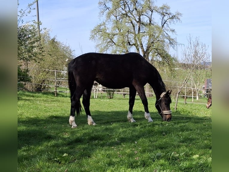 Oldenbourg Jument 4 Ans 168 cm Bai brun in Rheinfelden