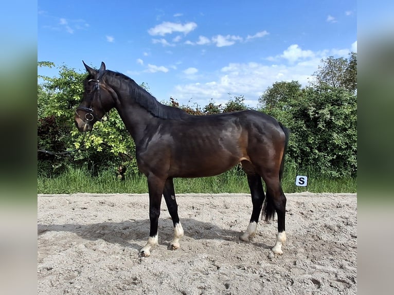 Oldenbourg Jument 4 Ans 168 cm Bai brun in Rheinfelden