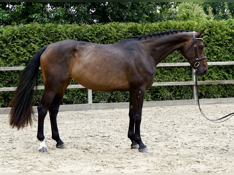 Oldenbourg Jument 4 Ans 168 cm Bai brun in Lohne (Oldenburg)