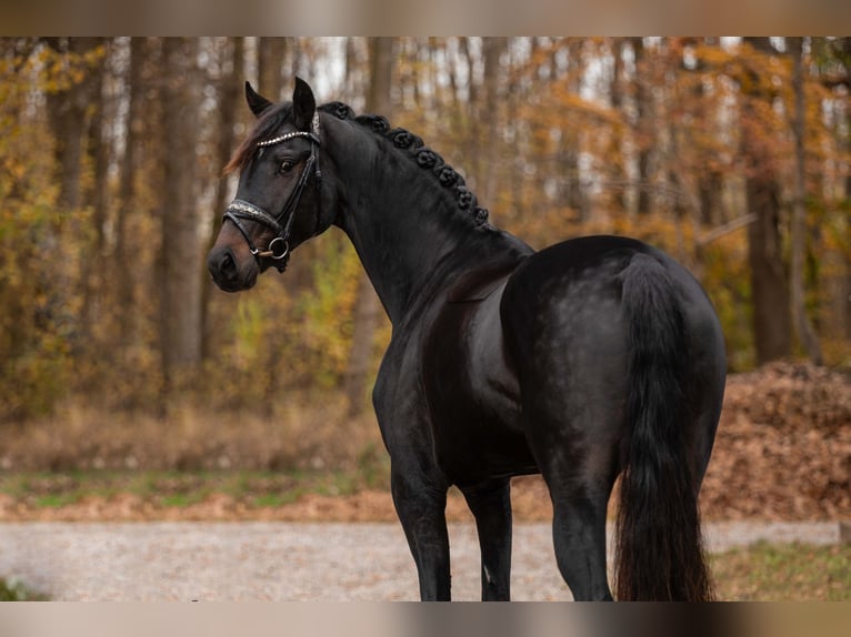 Oldenbourg Jument 4 Ans 168 cm Bai brun foncé in Wehringen