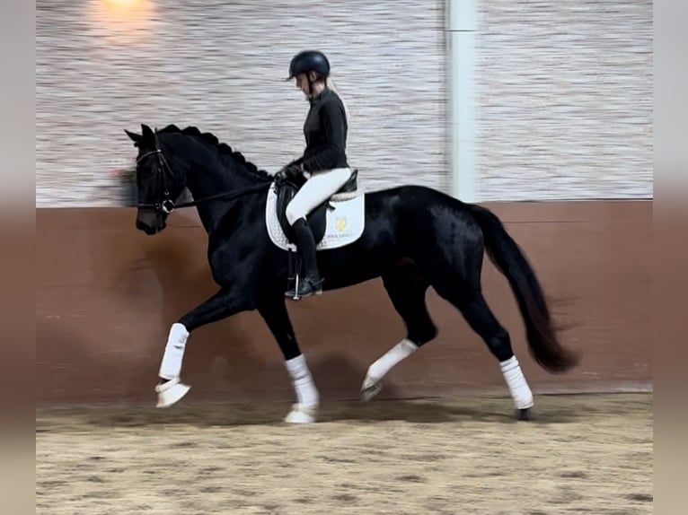 Oldenbourg Jument 4 Ans 168 cm Bai brun foncé in Wehringen