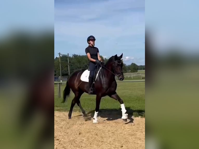 Oldenbourg Jument 4 Ans 168 cm Bai brun foncé in Eydelstedt