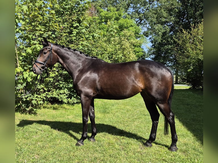 Oldenbourg Jument 4 Ans 168 cm Bai brun foncé in Eydelstedt