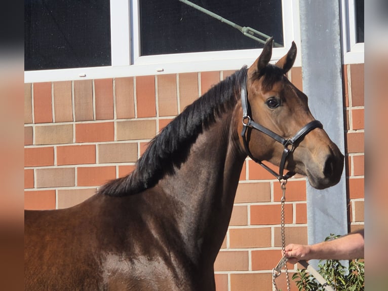 Oldenbourg Jument 4 Ans 168 cm Bai in Westerstede