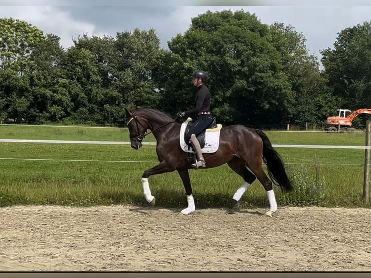 Oldenbourg Jument 4 Ans 168 cm Bai in Münster