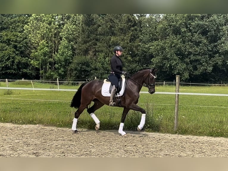 Oldenbourg Jument 4 Ans 168 cm Bai in Münster