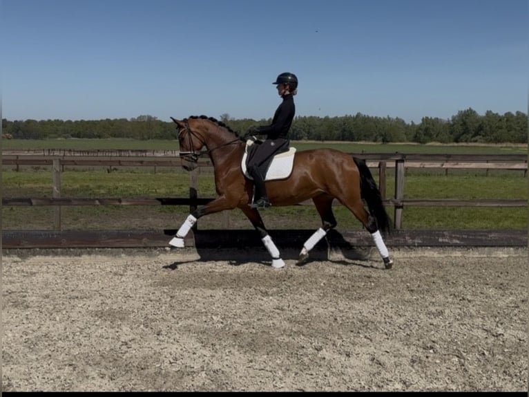 Oldenbourg Jument 4 Ans 168 cm Bai in Meckenheim