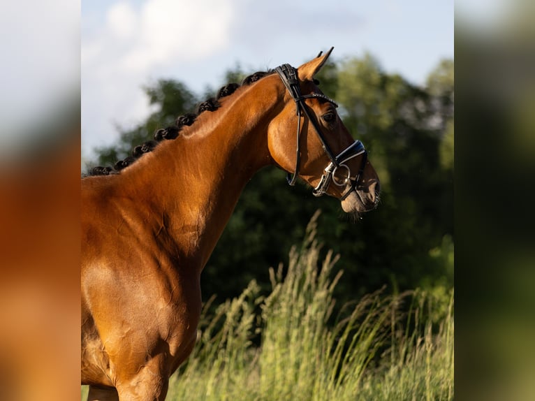 Oldenbourg Jument 4 Ans 168 cm Bai in Rosenheim