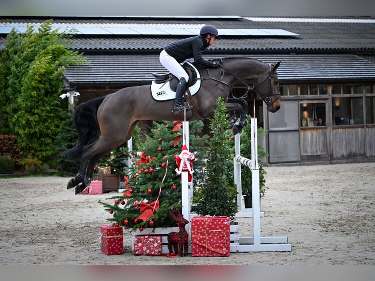 Oldenbourg Jument 4 Ans 168 cm Bai in Bladel