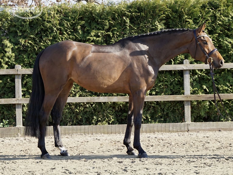 Oldenbourg Jument 4 Ans 168 cm Bai in Lohne (Oldenburg)