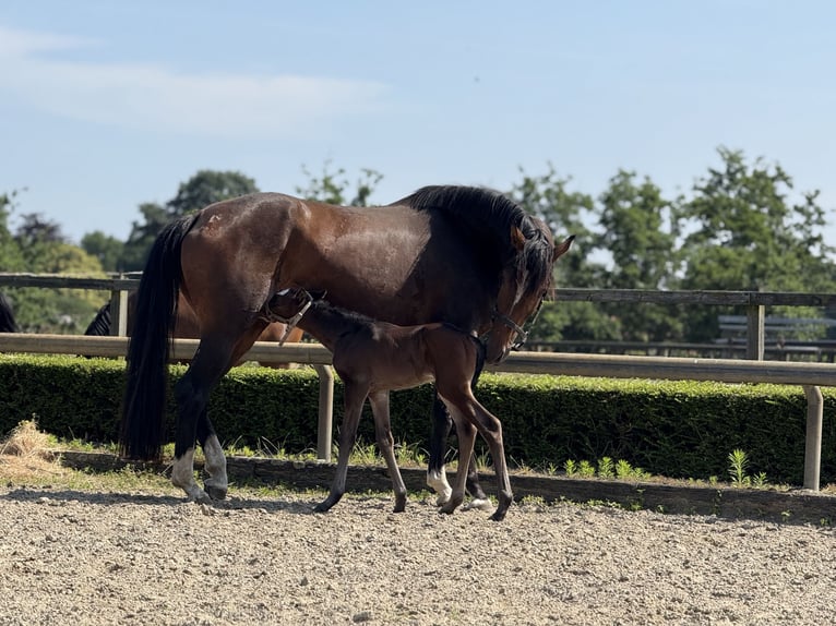 Oldenbourg Jument 4 Ans 168 cm Bai in Liessel
