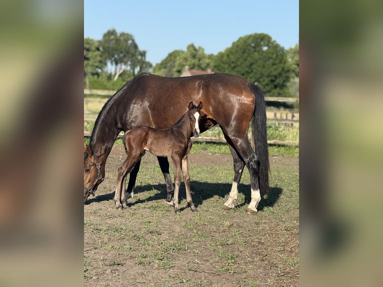 Oldenbourg Jument 4 Ans 168 cm Bai in Liessel