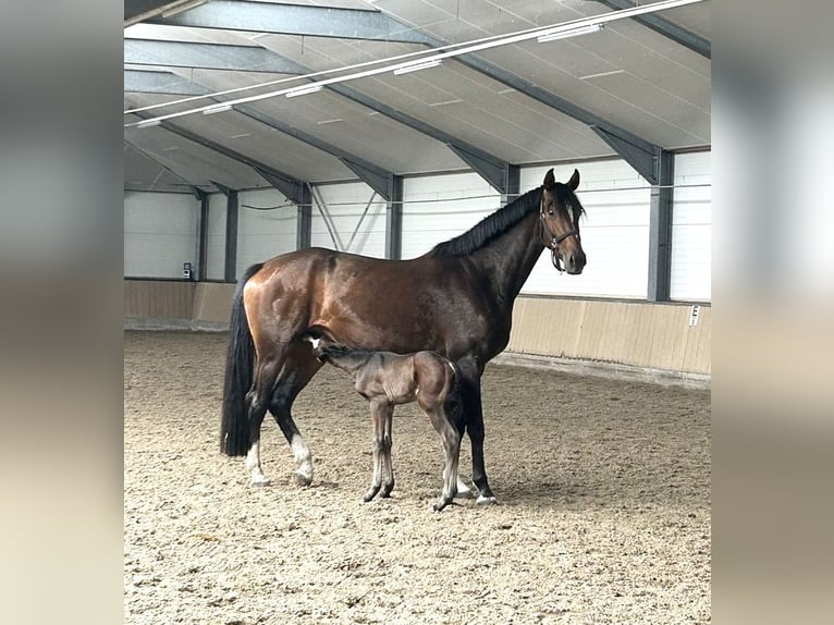 Oldenbourg Jument 4 Ans 168 cm Bai in Liessel