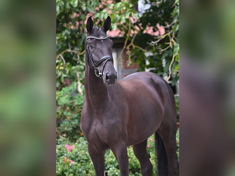 Oldenbourg Jument 4 Ans 168 cm Noir in Bad Bevensen