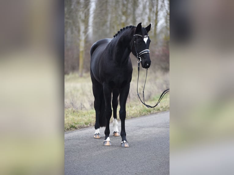 Oldenbourg Jument 4 Ans 168 cm Noir in Baracs