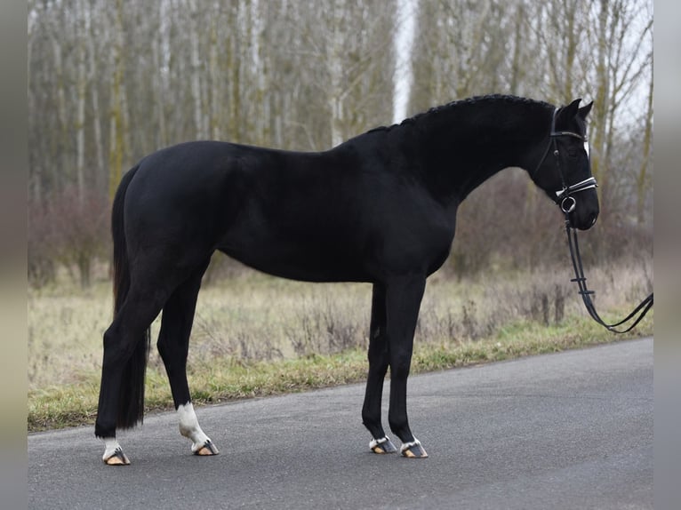 Oldenbourg Jument 4 Ans 168 cm Noir in Baracs