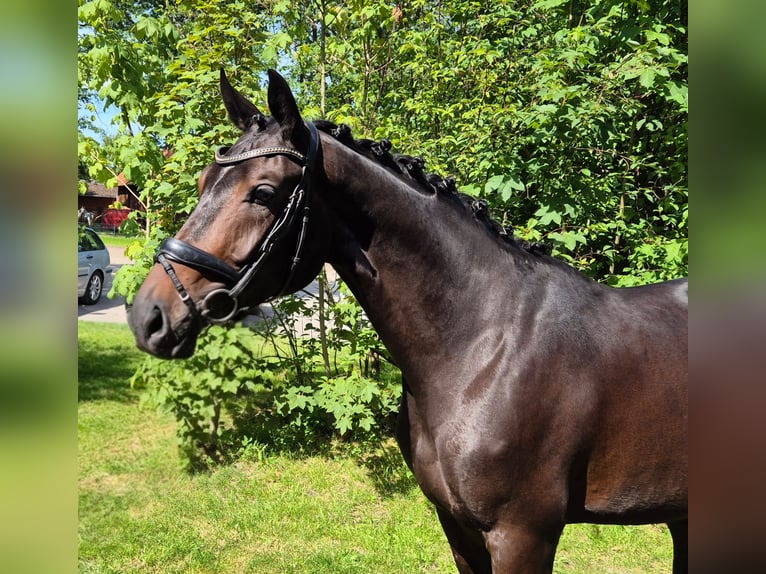 Oldenbourg Jument 4 Ans 168 cm Noir in Eydelstedt
