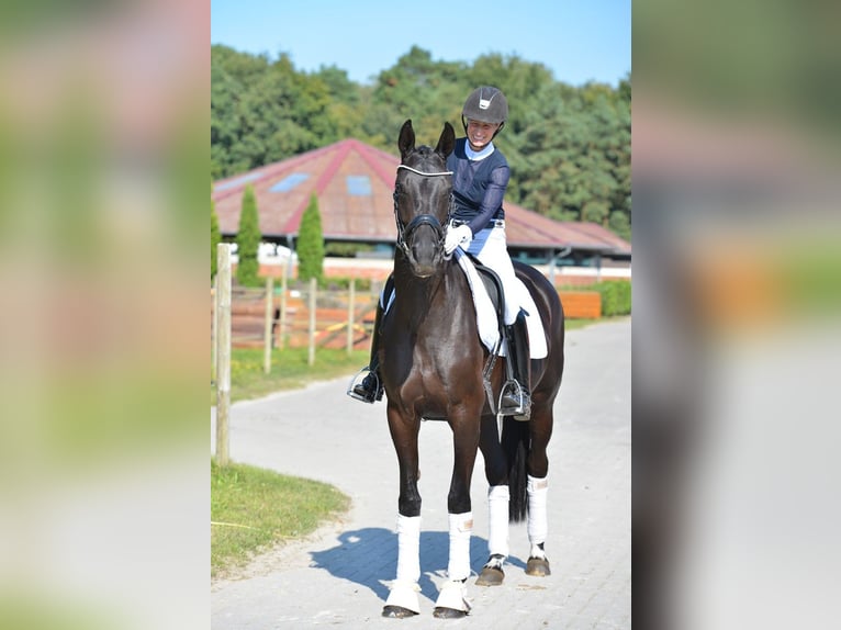 Oldenbourg Jument 4 Ans 168 cm Noir in Vechta