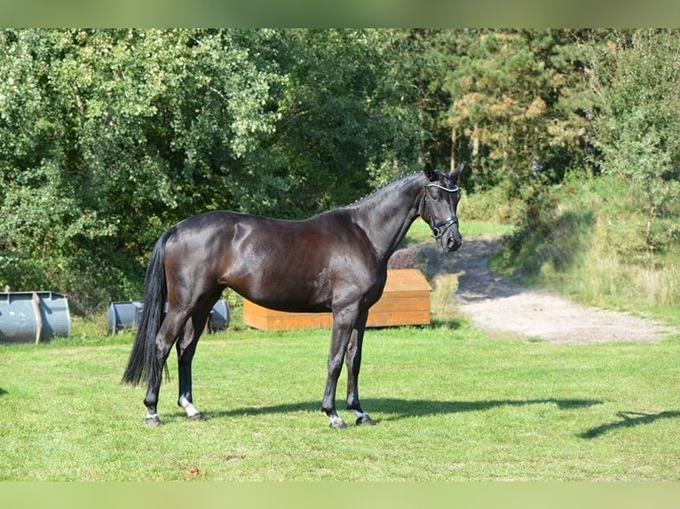 Oldenbourg Jument 4 Ans 168 cm Noir in Vechta