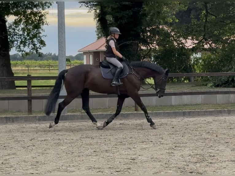 Oldenbourg Jument 4 Ans 168 cm Noir in Lastrup