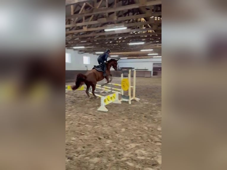 Oldenbourg Jument 4 Ans 169 cm Alezan in Papenburg