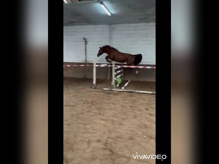 Oldenbourg Jument 4 Ans 169 cm Alezan in Papenburg