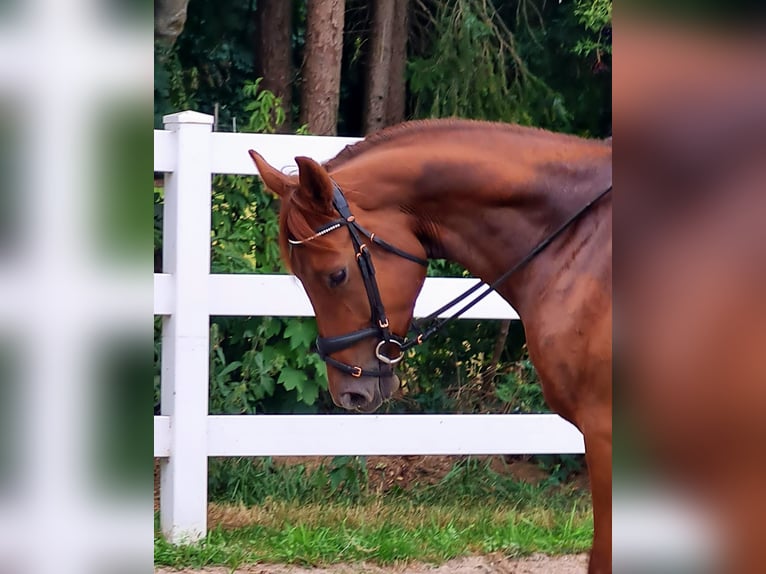 Oldenbourg Jument 4 Ans 169 cm Alezan in Papenburg