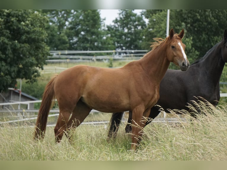 Oldenbourg Jument 4 Ans 169 cm Alezan in Neudrossenfeld