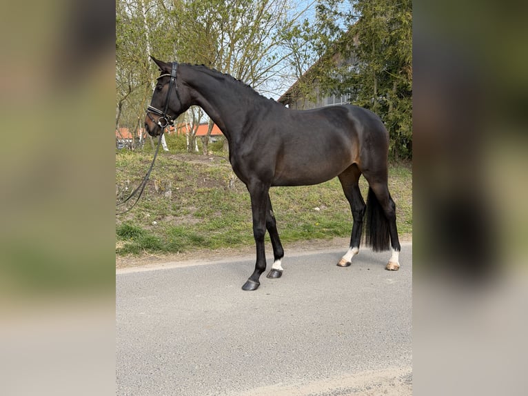 Oldenbourg Jument 4 Ans 169 cm Bai brun in Phöben