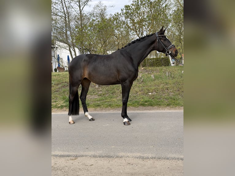 Oldenbourg Jument 4 Ans 169 cm Bai brun in Phöben