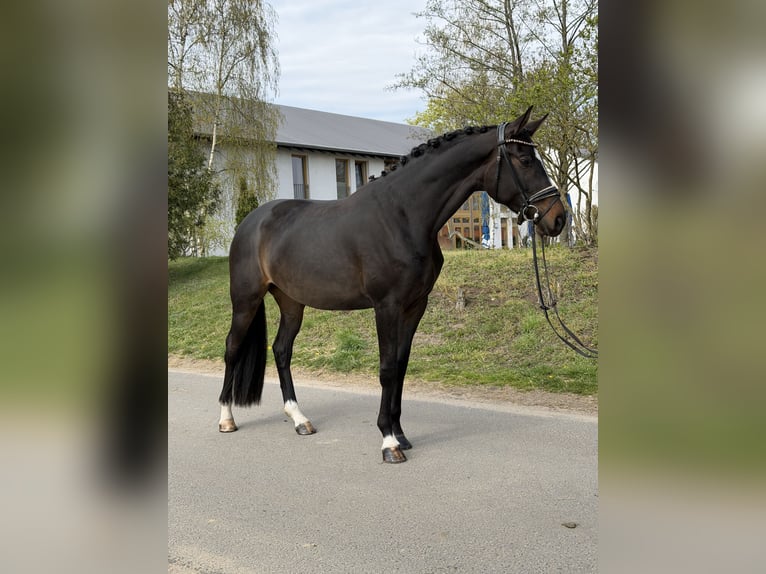 Oldenbourg Jument 4 Ans 169 cm Bai brun in Phöben
