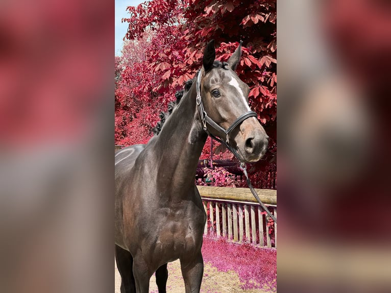 Oldenbourg Jument 4 Ans 169 cm Bai brun foncé in Rommerskirchen