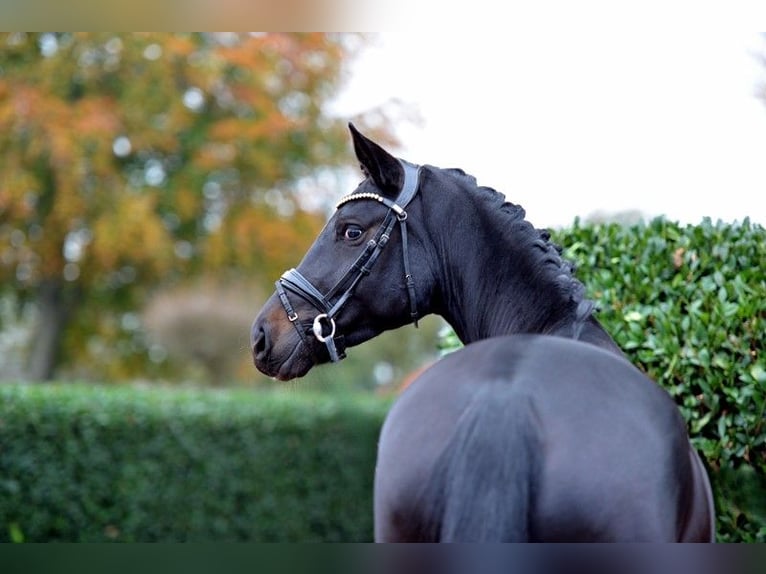 Oldenbourg Jument 4 Ans 169 cm Bai brun foncé in Vechta