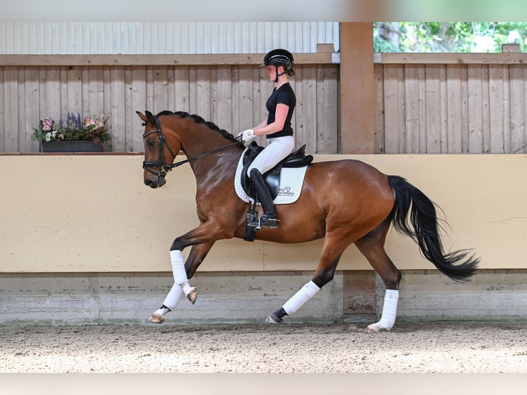 Oldenbourg Jument 4 Ans 169 cm Bai in Ostrach