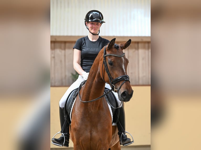 Oldenbourg Jument 4 Ans 169 cm Bai in Ostrach