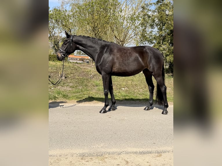 Oldenbourg Jument 4 Ans 169 cm Bai in Phöben