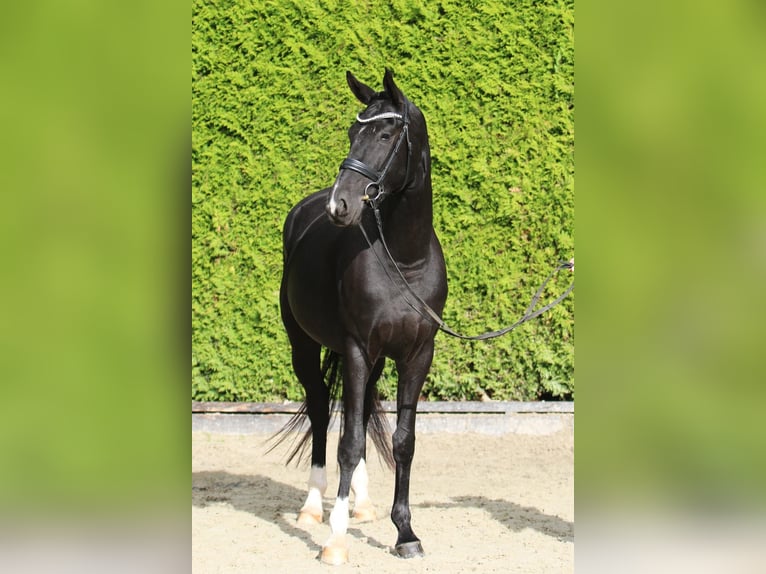 Oldenbourg Jument 4 Ans 169 cm Noir in Bönen