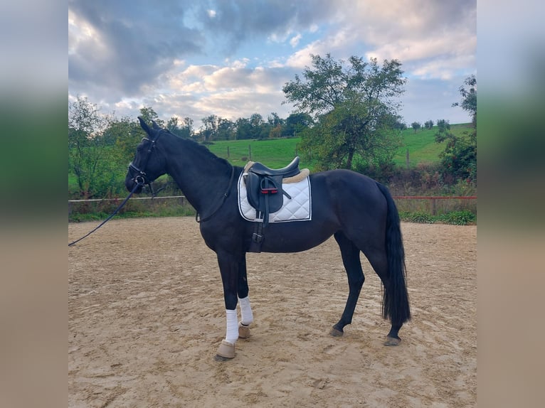 Oldenbourg Jument 4 Ans 169 cm Noir in Salach