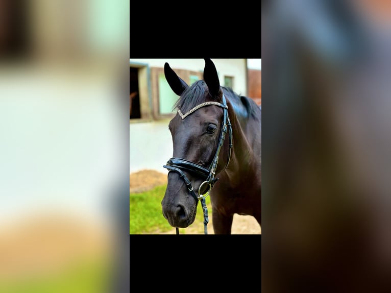 Oldenbourg Jument 4 Ans 169 cm Noir in Salach