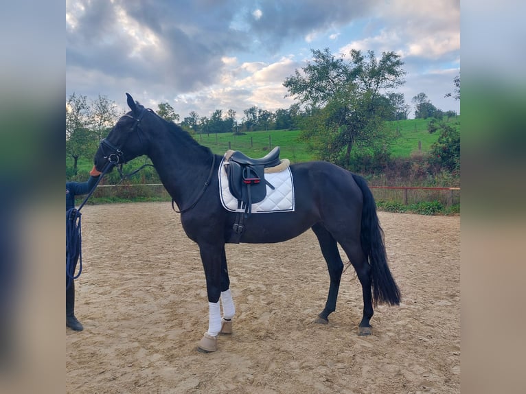 Oldenbourg Jument 4 Ans 169 cm Noir in Salach