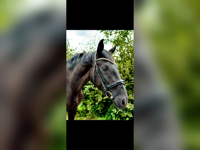 Oldenbourg Jument 4 Ans 169 cm Noir in Salach