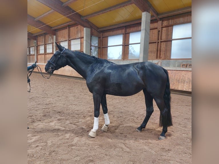 Oldenbourg Jument 4 Ans 169 cm Noir in Salach