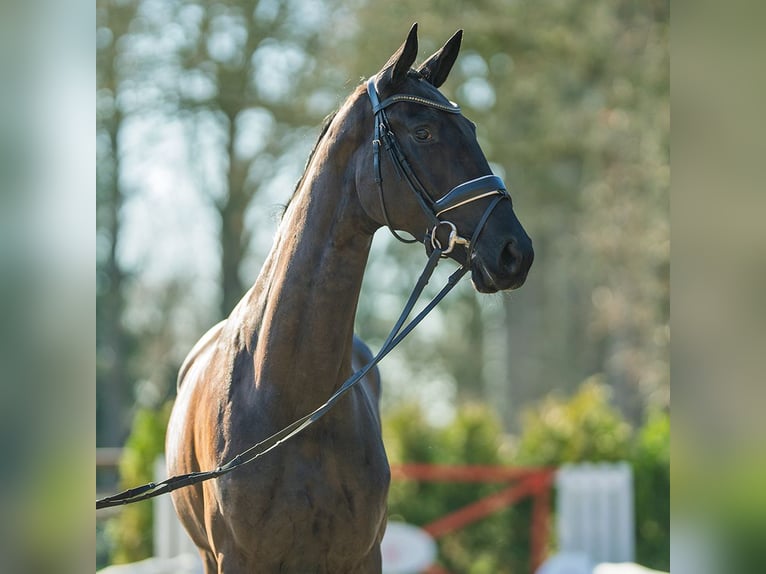 Oldenbourg Jument 4 Ans 169 cm Noir in Münster-Handorf