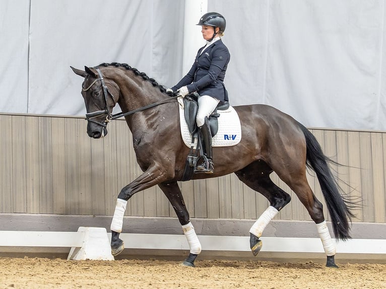 Oldenbourg Jument 4 Ans 169 cm Noir in Münster-Handorf