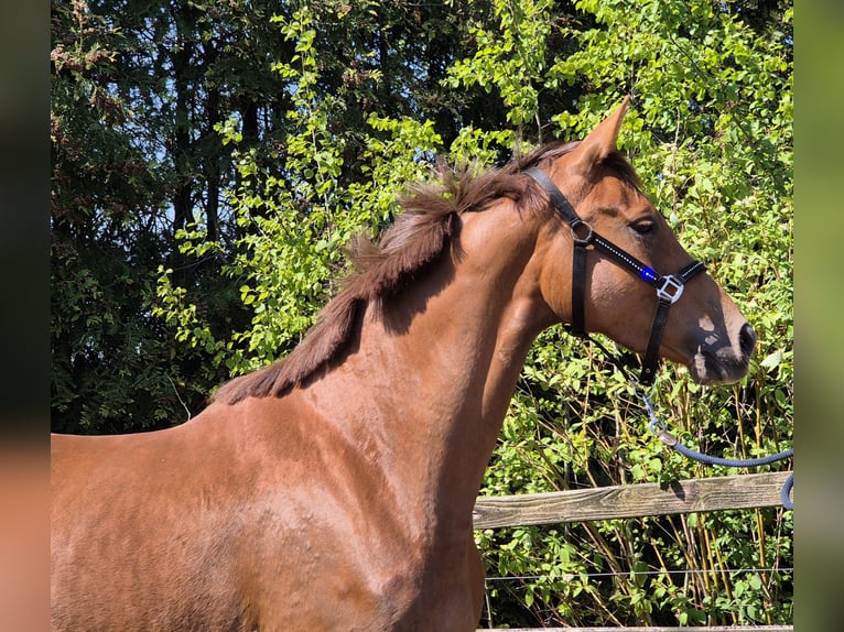 Oldenbourg Jument 4 Ans 170 cm Alezan brûlé in Apen