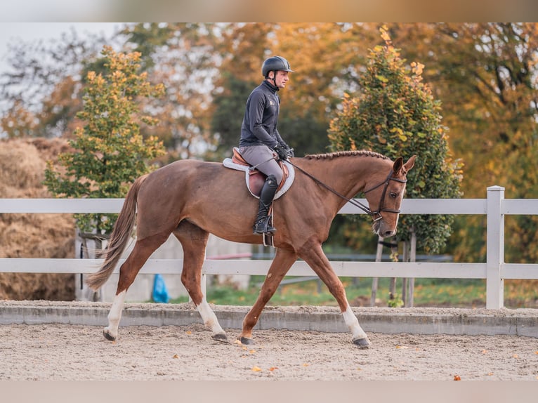 Oldenbourg Jument 4 Ans 170 cm Alezan brûlé in Zduchovice